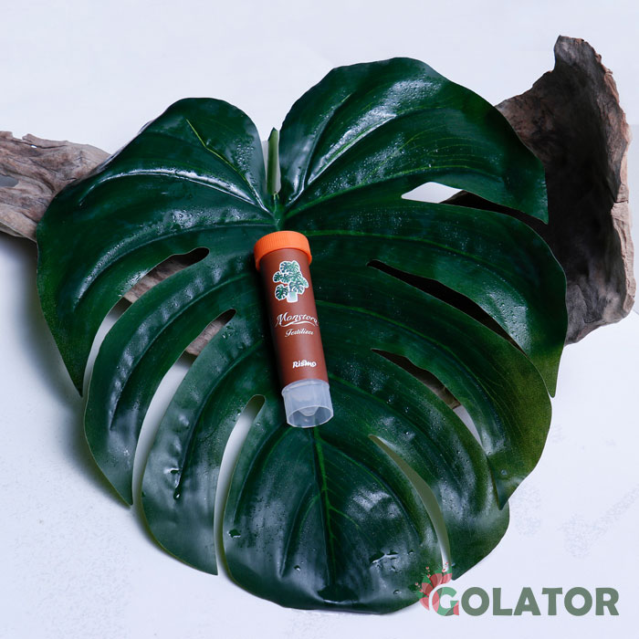 کود مخصوص مونسترا ( برگ انجیری )  ریسمو