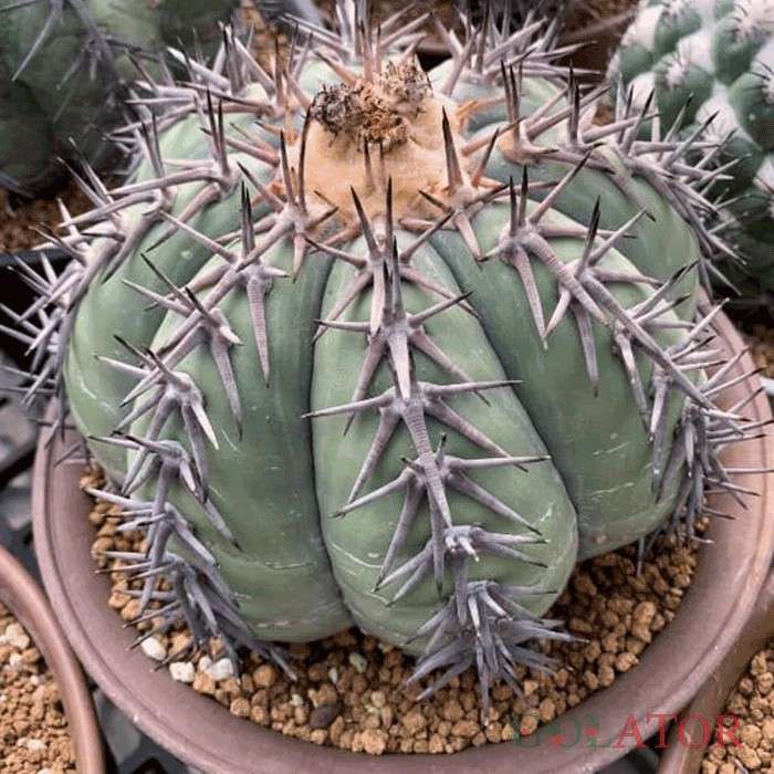 اکینو کاکتوس