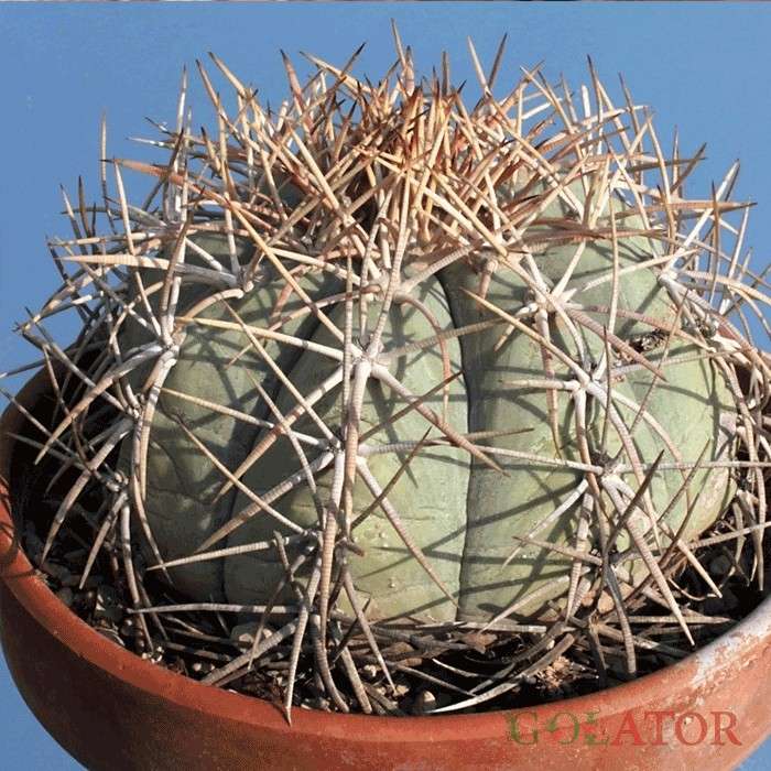 اکینو کاکتوس