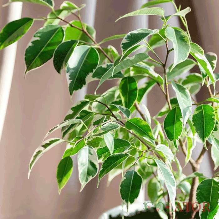 فیکوس بنجامین 