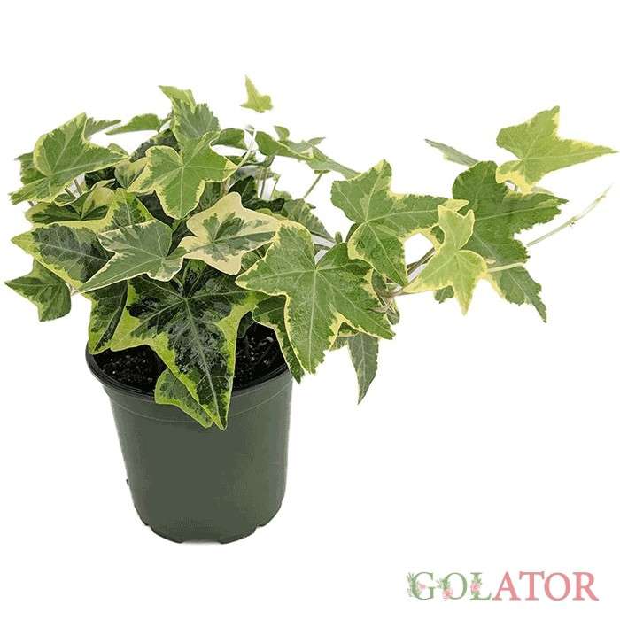 پاپیتال ابلق 