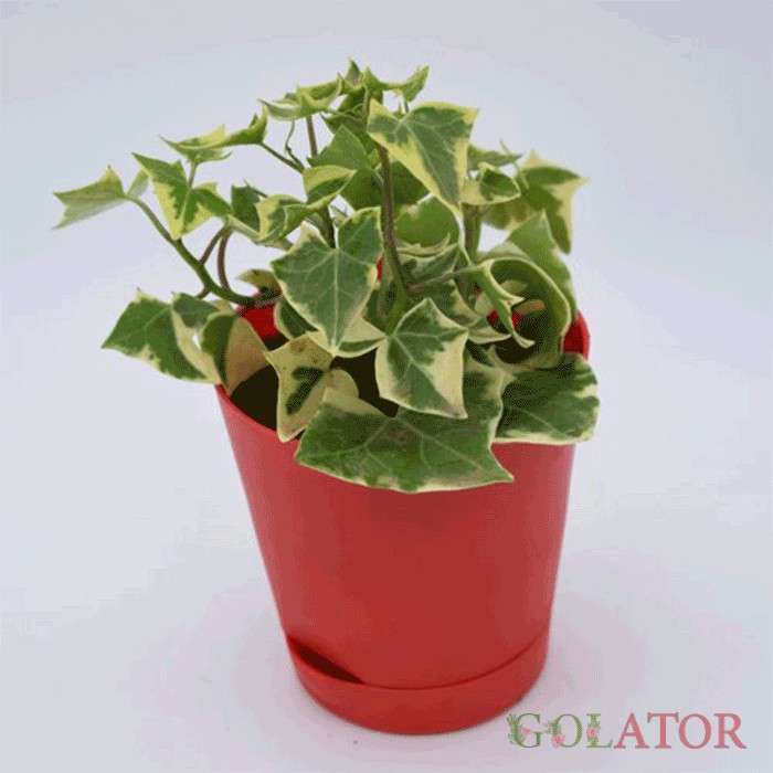 پاپیتال ابلق 