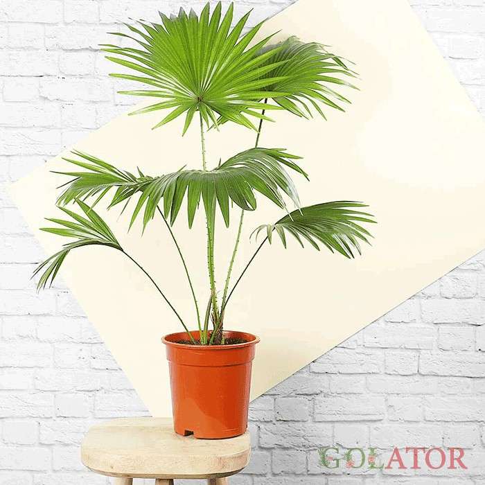 نخل بادبزنی چینی 