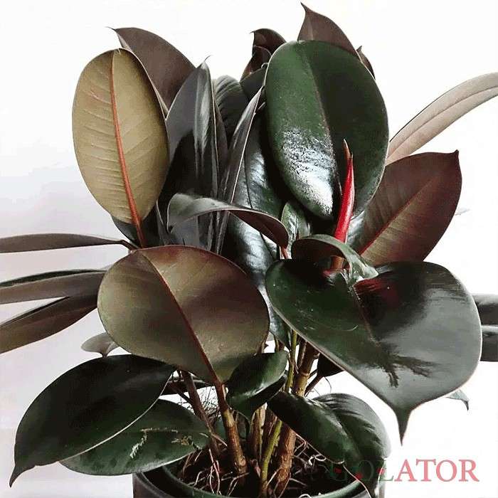 فیکوس چرمی (آلاستیکا )