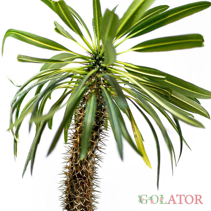 نخل ماداگاسکار 