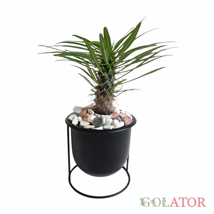 نخل ماداگاسکار 