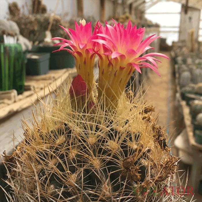 نئوپورتریا