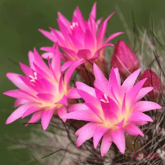 نئوپورتریا