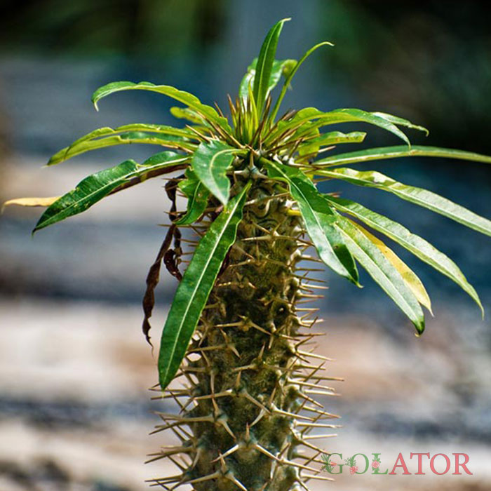 نخل ماداگاسکار 