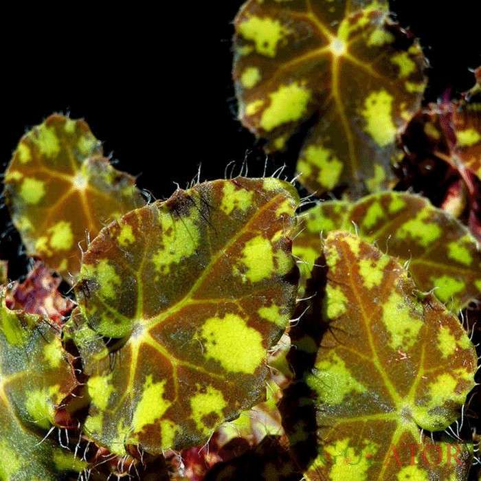 بگونیا ببری