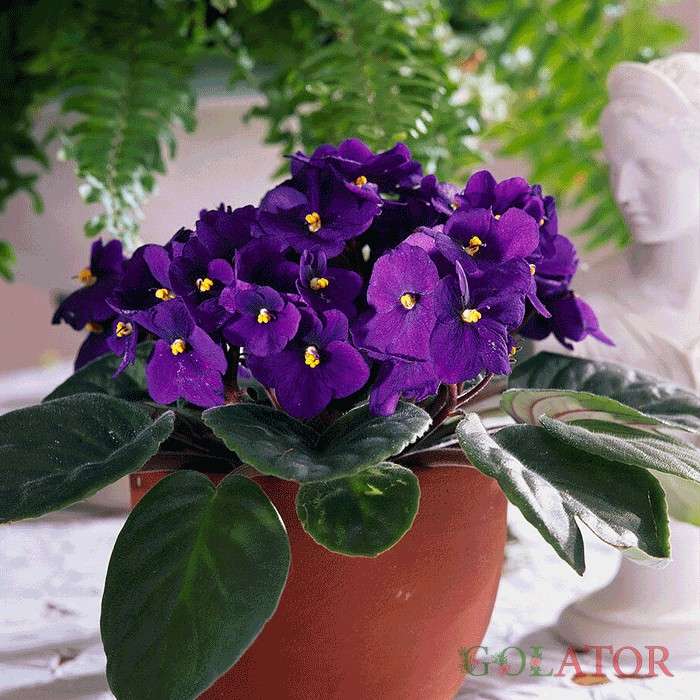 بنفشه آفریقایی