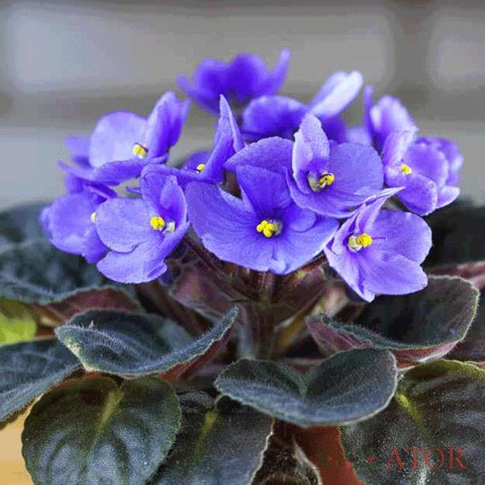 بنفشه آفریقایی