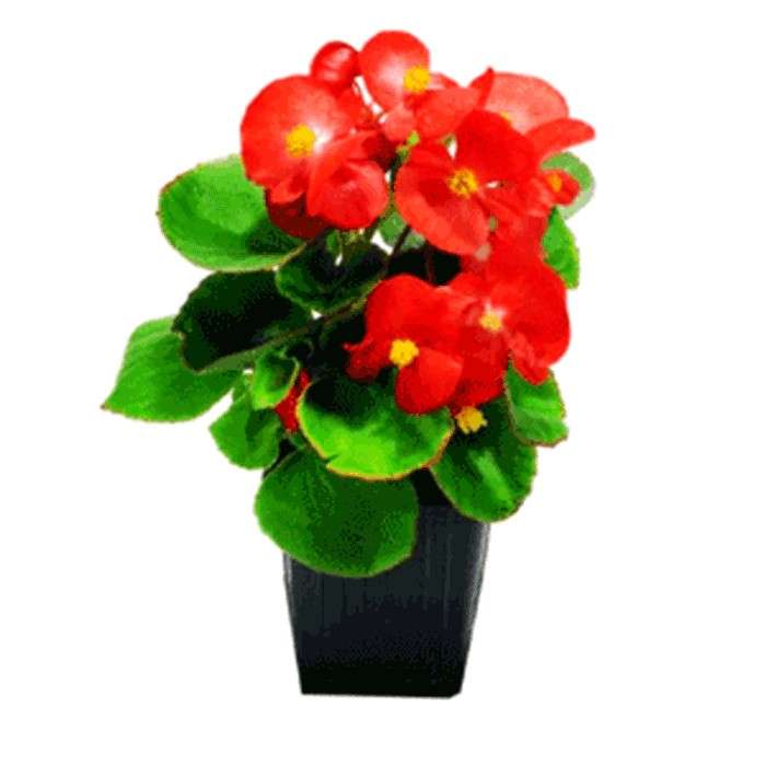 بگونیا بگون