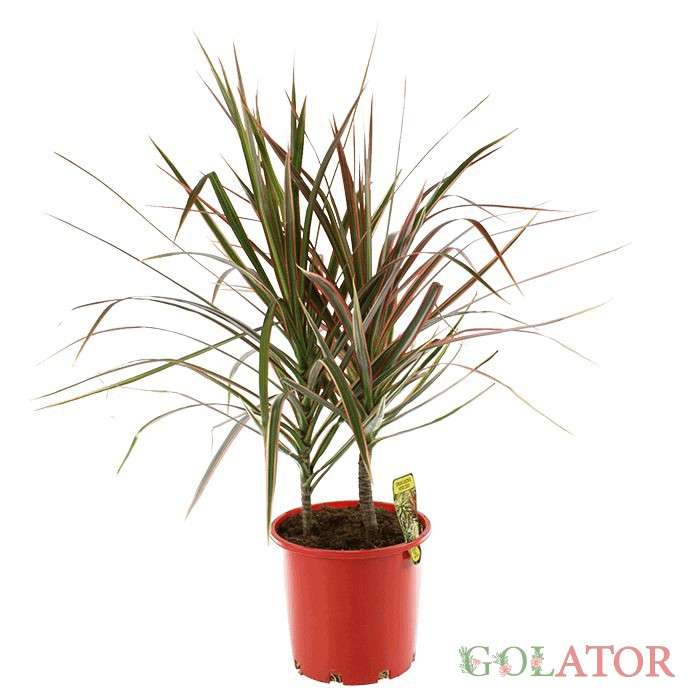 دراسنا پرچمی 