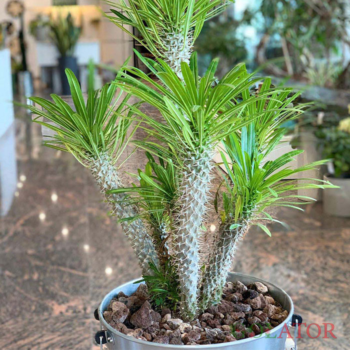 نخل ماداگاسکار 