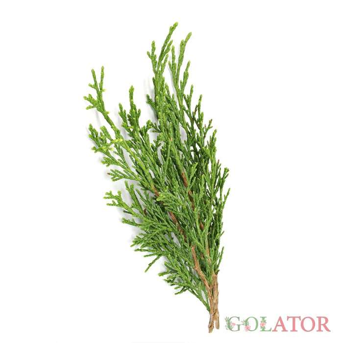 کامیس پاریس