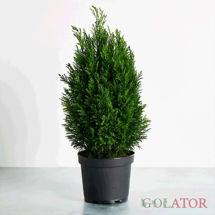 کامیس پاریس