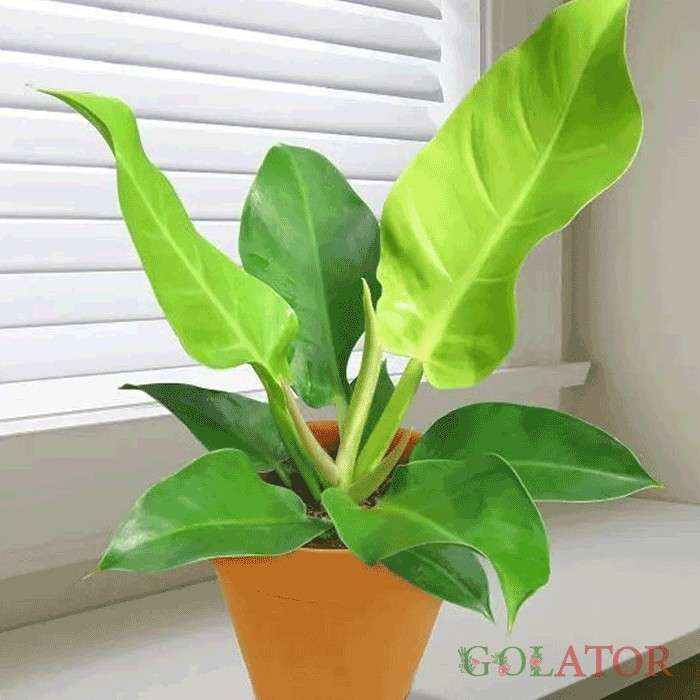 فیلودندرون