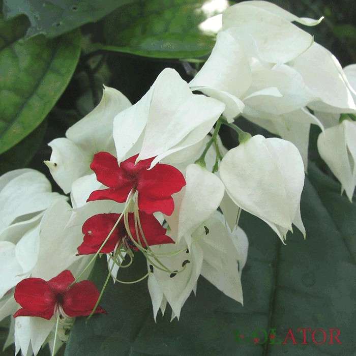 کلرودندروم