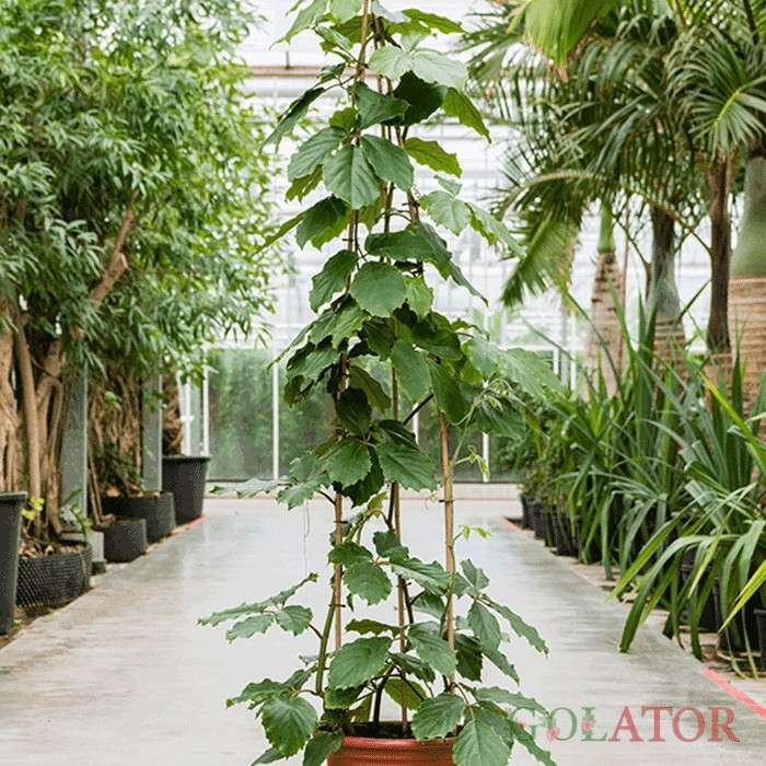 تتراستیگما