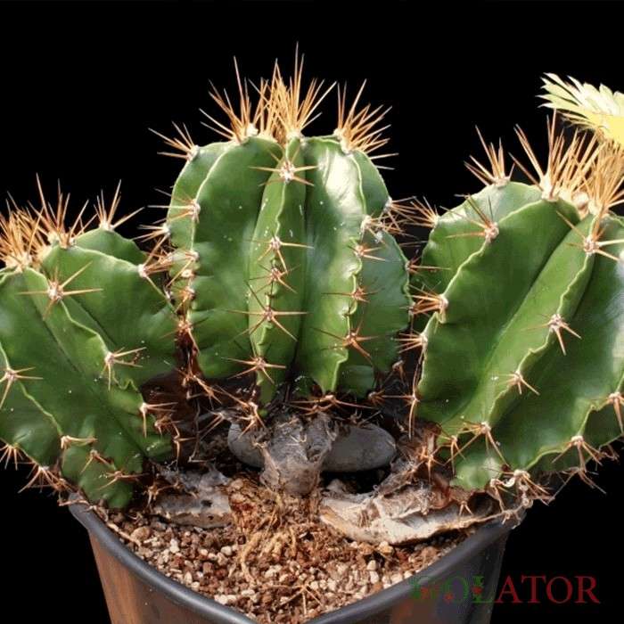 آستروفتیوم