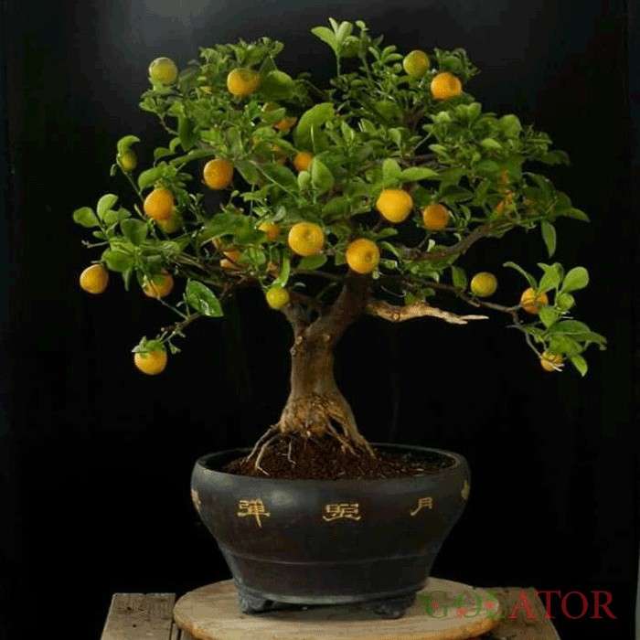 سیتروس (پرتقال زینتی ) 