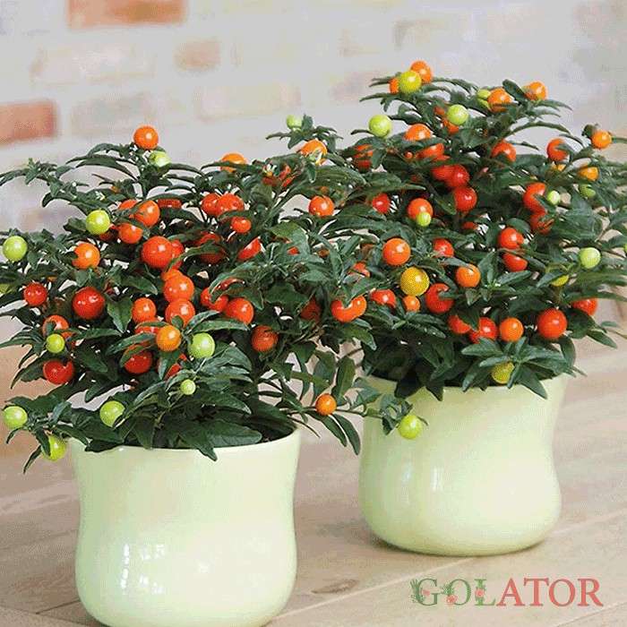 گیلاس زینتی 