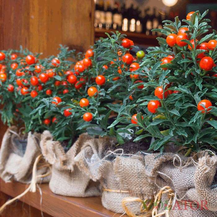 گیلاس زینتی 