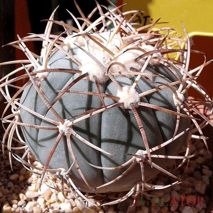 اکینو کاکتوس