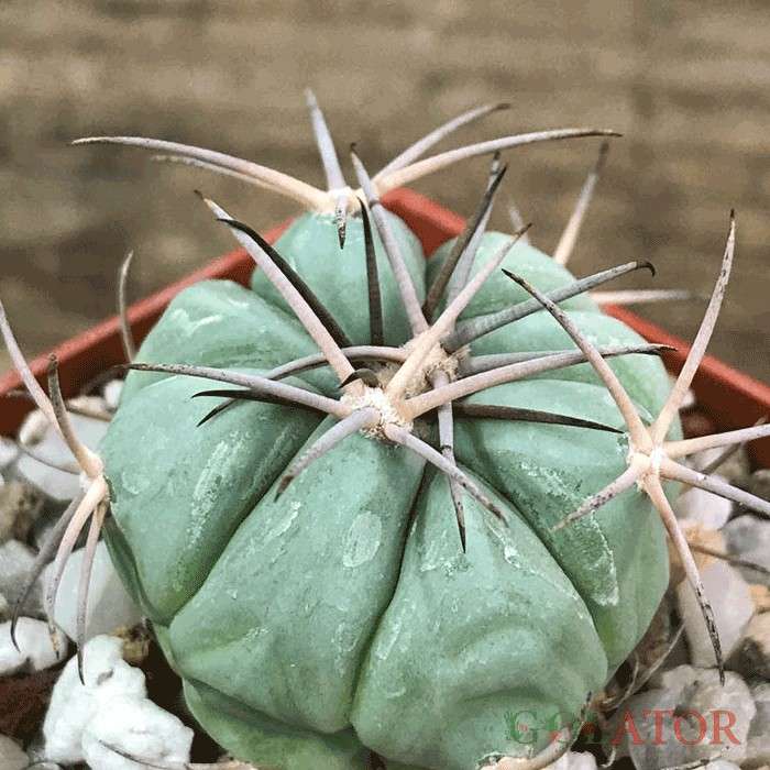 اکینو کاکتوس