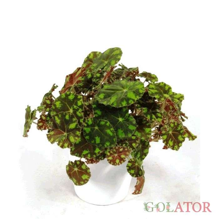 بگونیا ببری