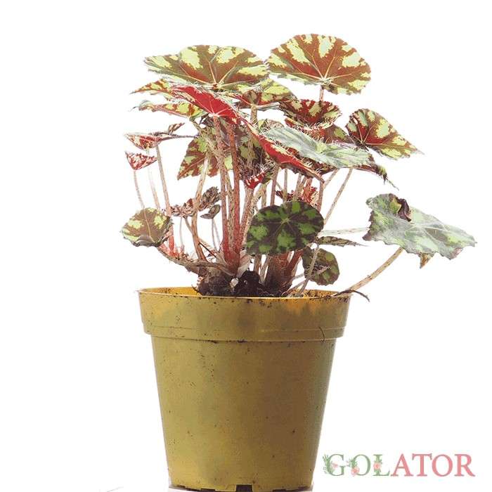 بگونیا ببری