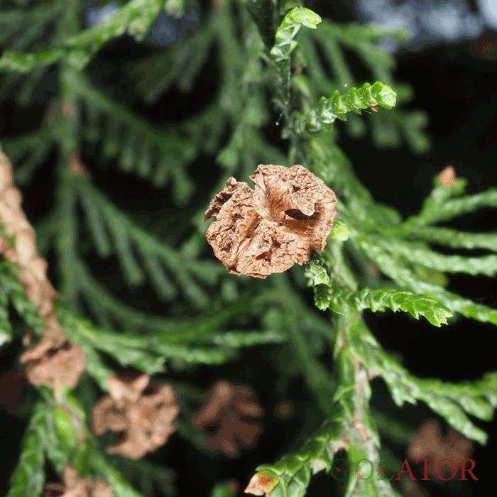 کامیس پاریس