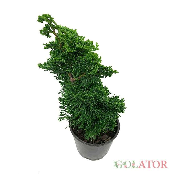 کامیس پاریس