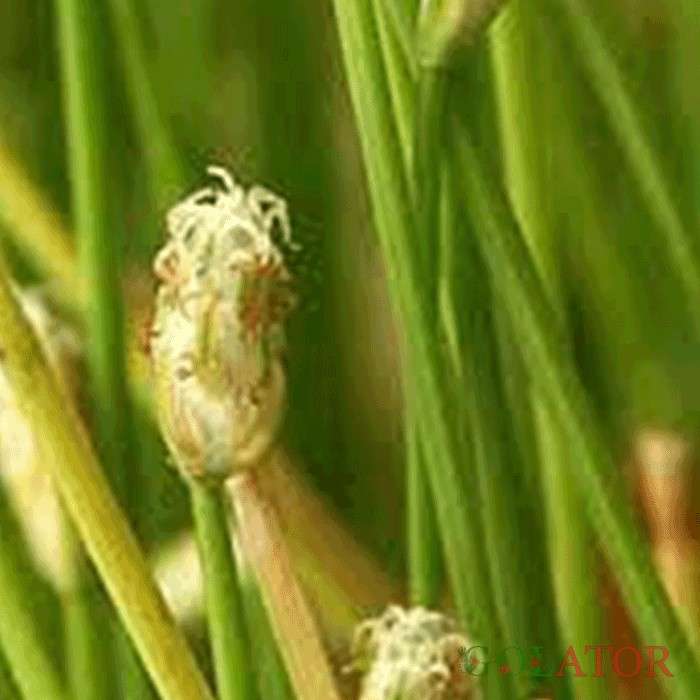 سیرپوس