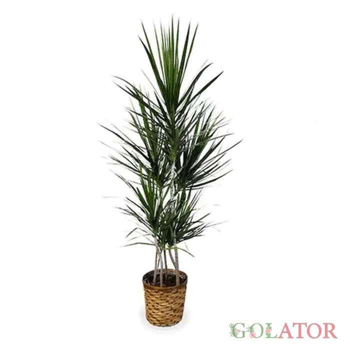 دراسنا پرچمی 