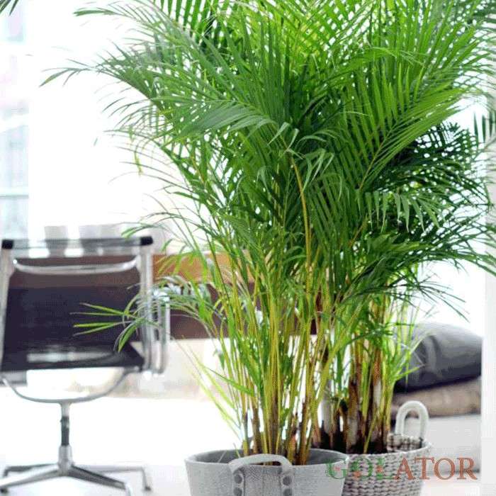 نارگیل ودلیانا 