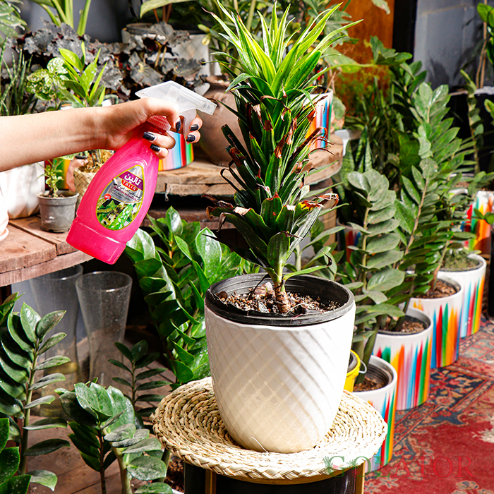 حشره کش و آفت کش گیاهی تالین