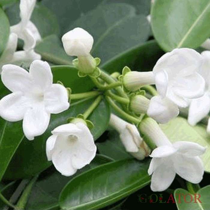 استفانوپسیس