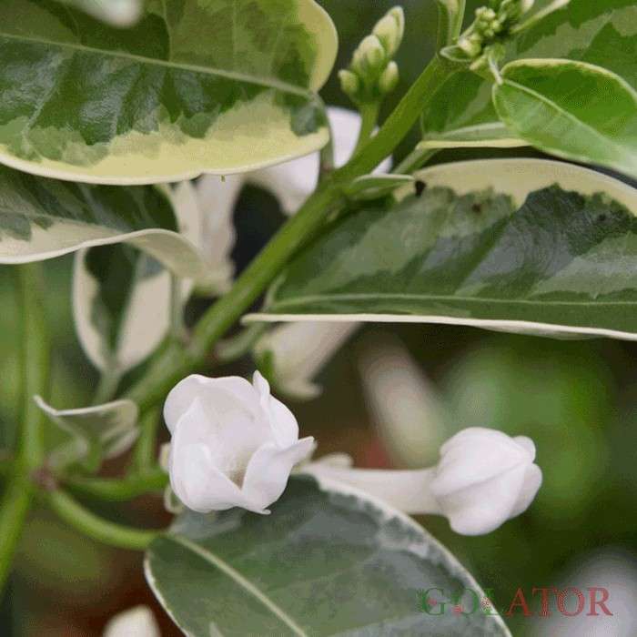 استفانوپسیس