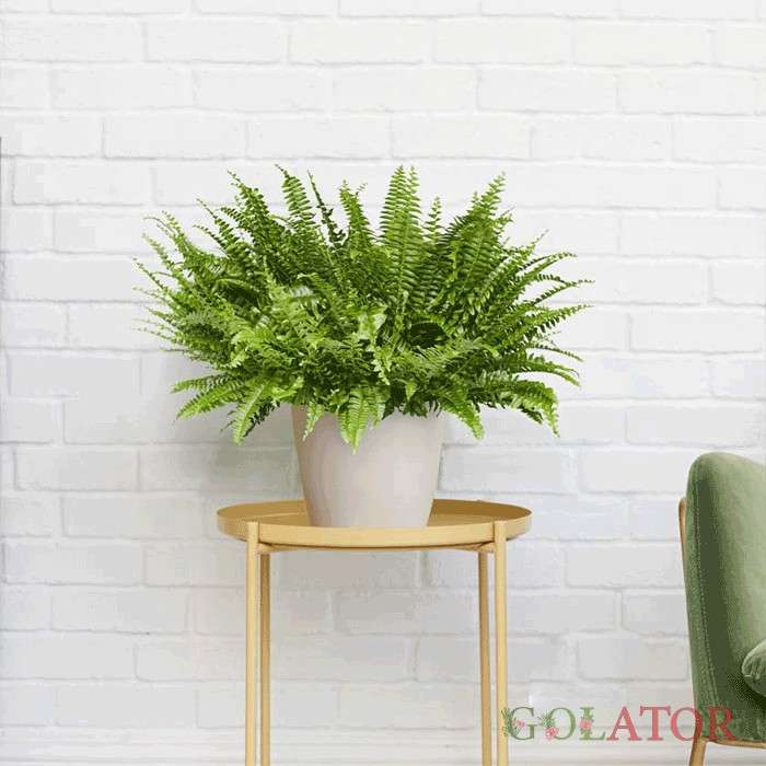 سرخس برگ شمشیری 