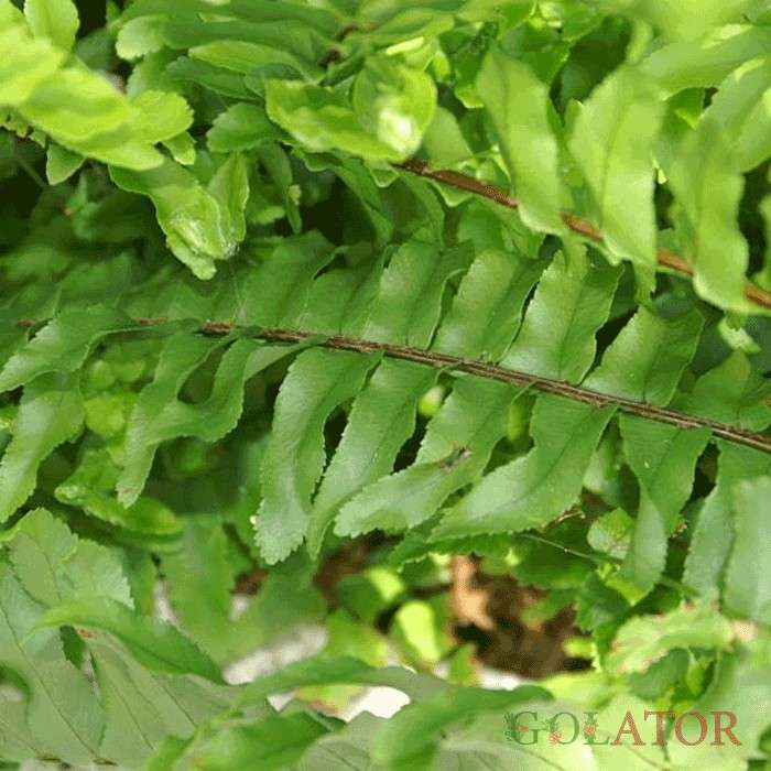 سرخس برگ شمشیری 