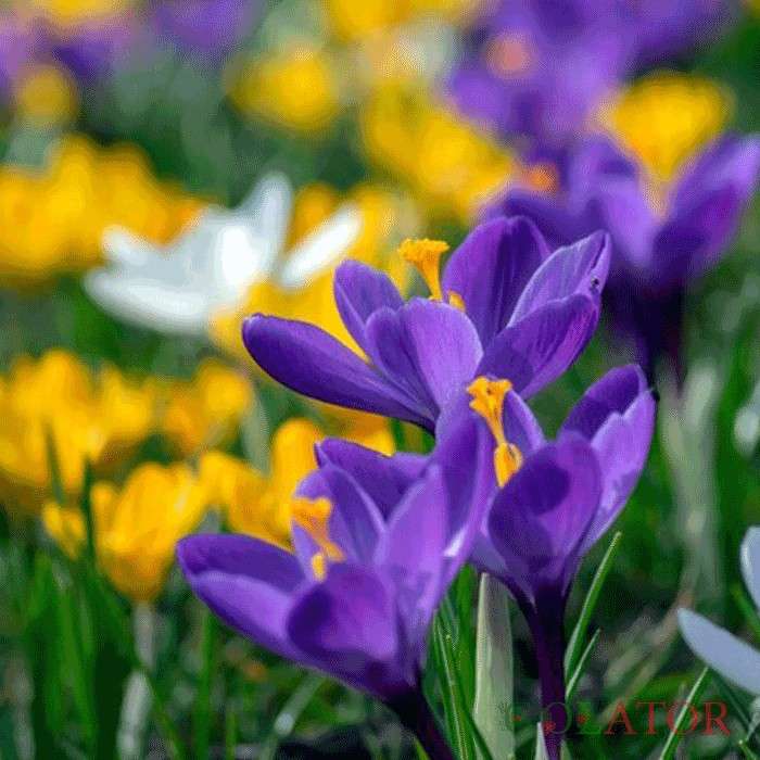 زعفران زینتی 