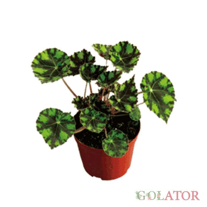 بگونیا ببری