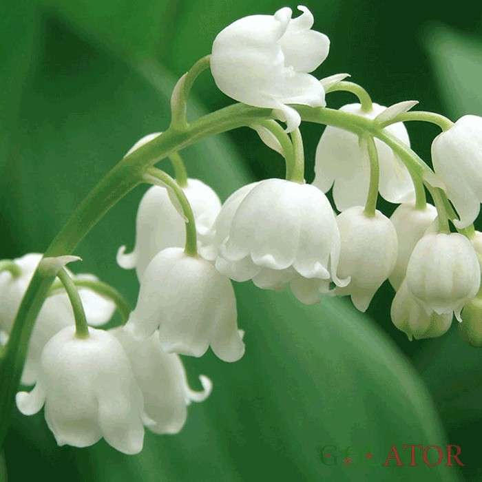 کونوالاریا ( گل برف )