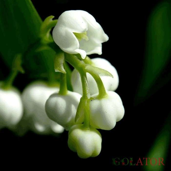 کونوالاریا ( گل برف )