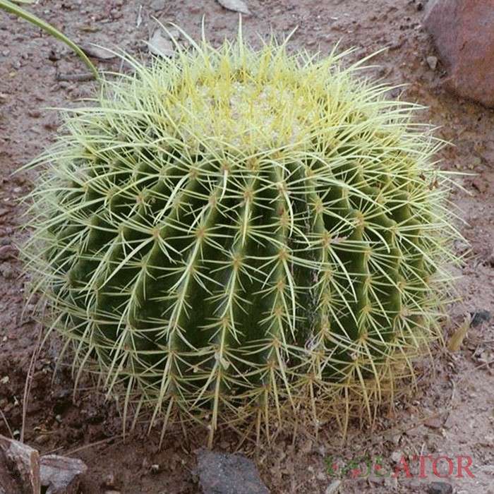 نوتو کاکتوس