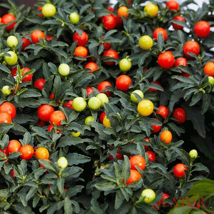 گیلاس زینتی 