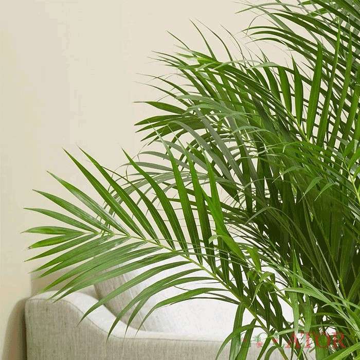 نارگیل ودلیانا 