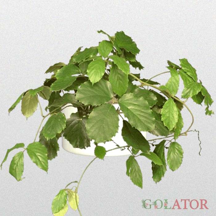 تتراستیگما